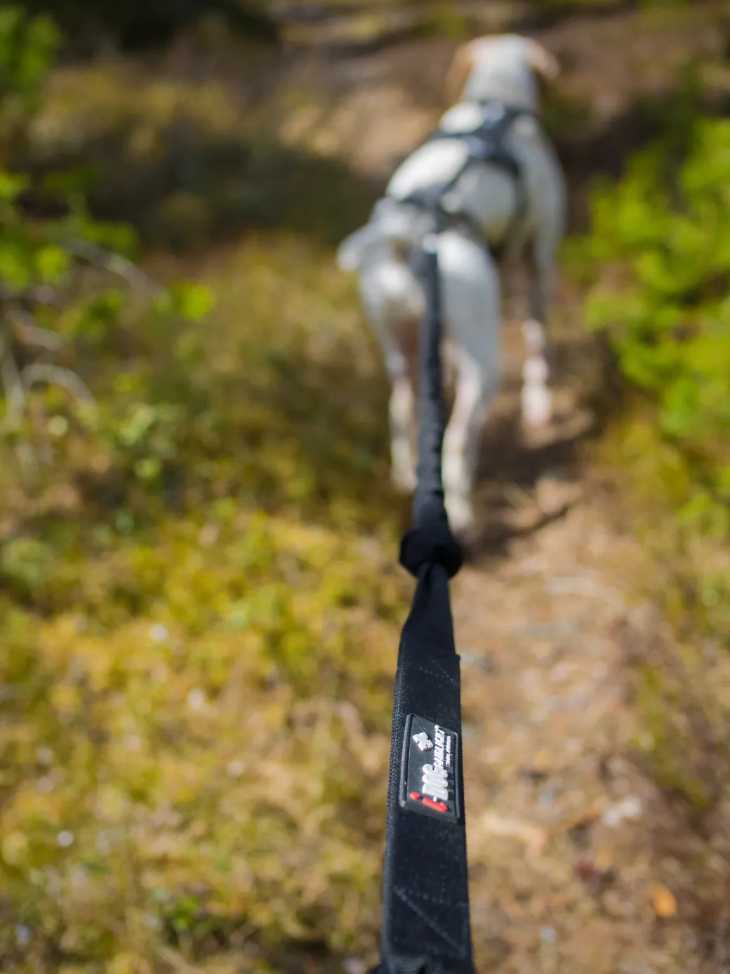 Femme Raidlight Canitrail | Canitrail | LONGE CANITRAIL